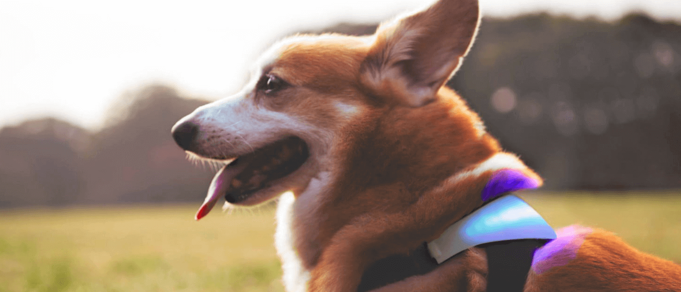 Inupathy The worldâs first dog harness with emotions