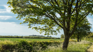 Microsoft launches digital sustainability guidelines to advance Singapore’s position as a leading innovation hub in Southeast Asia Microsoft launches digital sustainability guidelines to advance Singapore’s position as a leading innovation hub in Southeast Asia