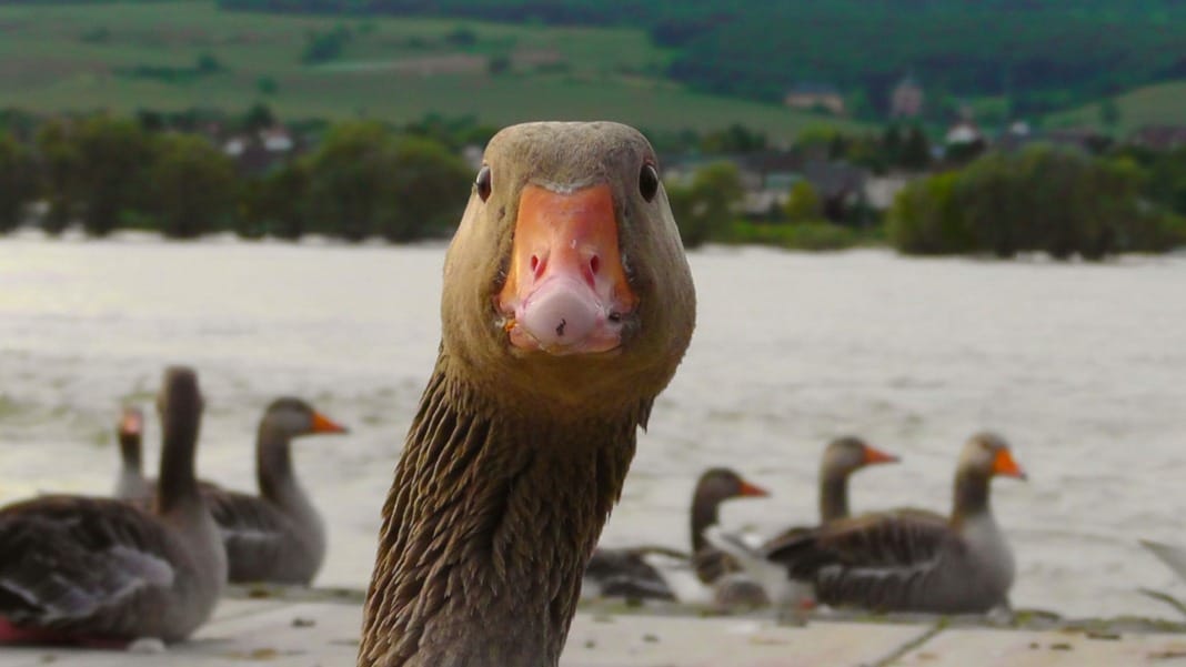 Google's AI initiative Unveiling 'Goose' to redefine employee efficiency and innovation