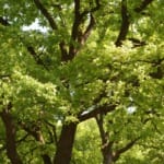 NVIDIA uses AI to address climate, wildlife and disaster risks