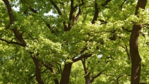 NVIDIA uses AI to address climate, wildlife and disaster risks