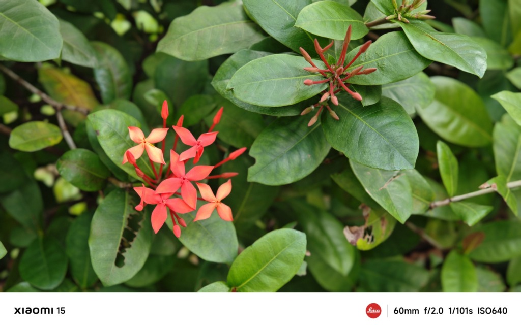 Xiaomi 15 review- The compact powerhouse with Leica optics and AI-enhanced photography - 11