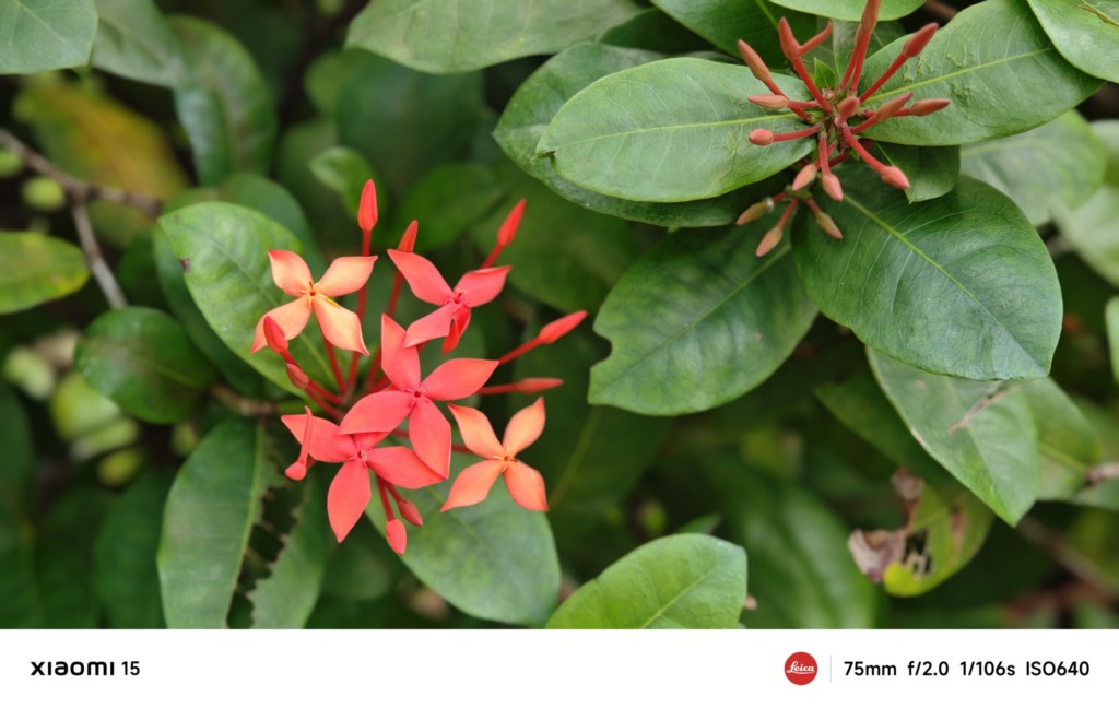 Xiaomi 15 review- The compact powerhouse with Leica optics and AI-enhanced photography - 12
