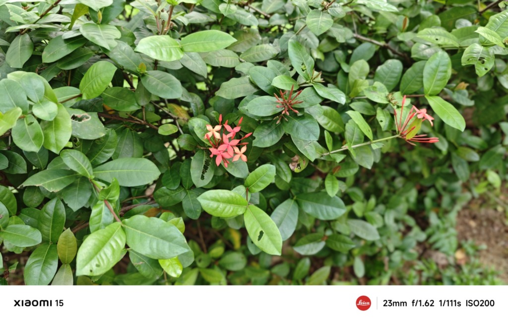 Xiaomi 15 review- The compact powerhouse with Leica optics and AI-enhanced photography - 9