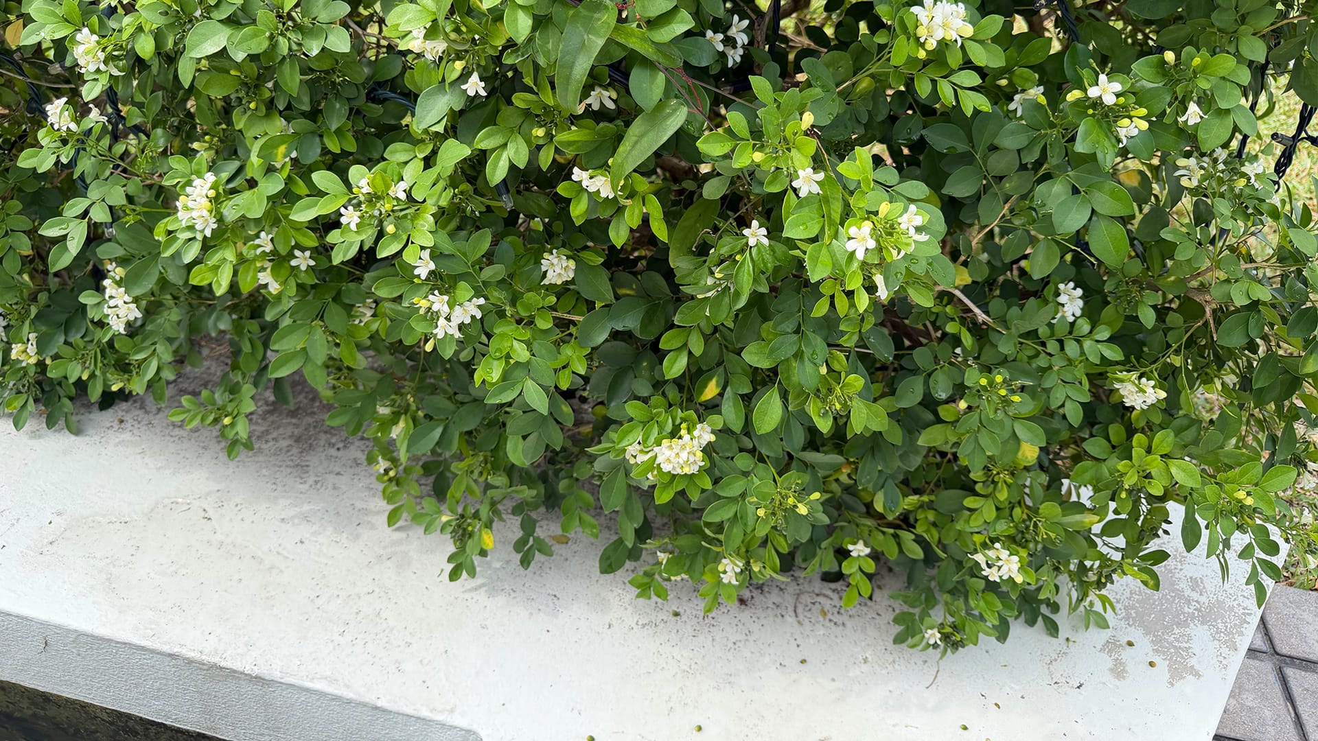 HONOR 600 Pro review- A battery-first flagship with an AI imaging pitch - 13