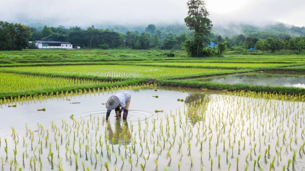 Rize raises US$31 million to expand low-emission rice farming in Southeast Asia Rize raises US$31 million to expand low-emission rice farming in Southeast Asia