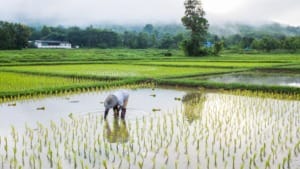 Rize raises US$31 million to expand low-emission rice farming in Southeast Asia Rize raises US$31 million to expand low-emission rice farming in Southeast Asia