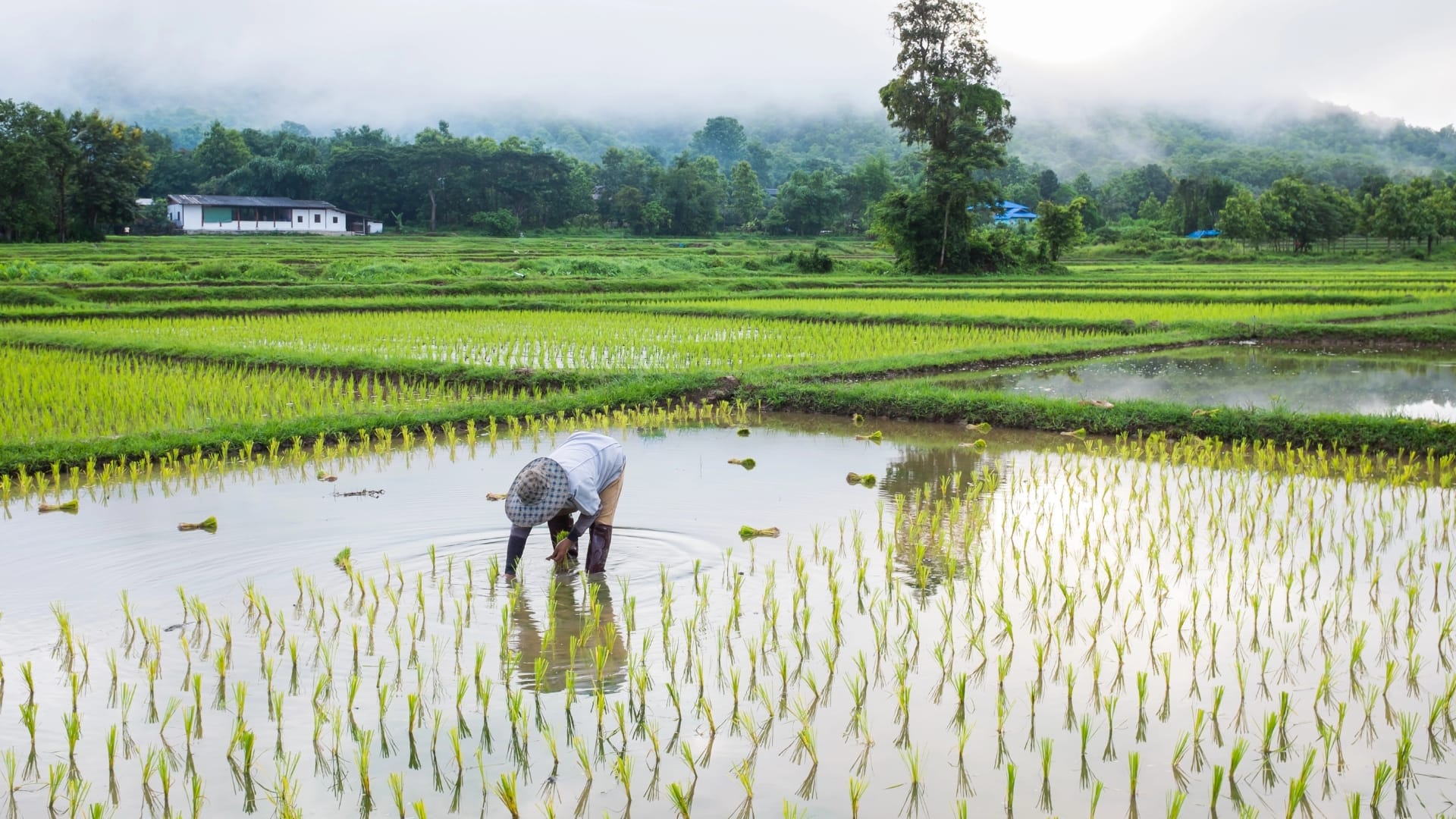 Rize raises US$31 million to expand low-emission rice farming in Southeast Asia