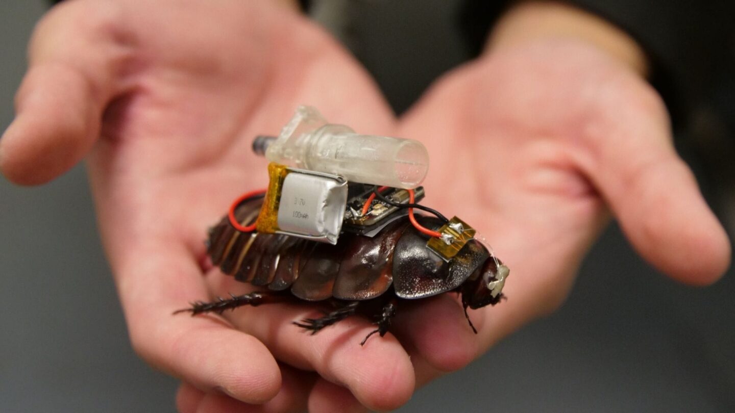 Cyborg cockroaches could help rescue people trapped in disaster rubble